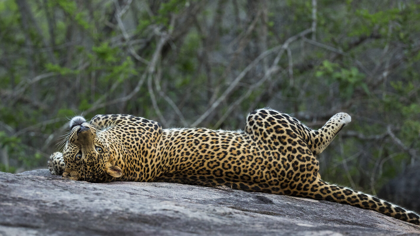 Yala 1 of 1 4 Copy edited