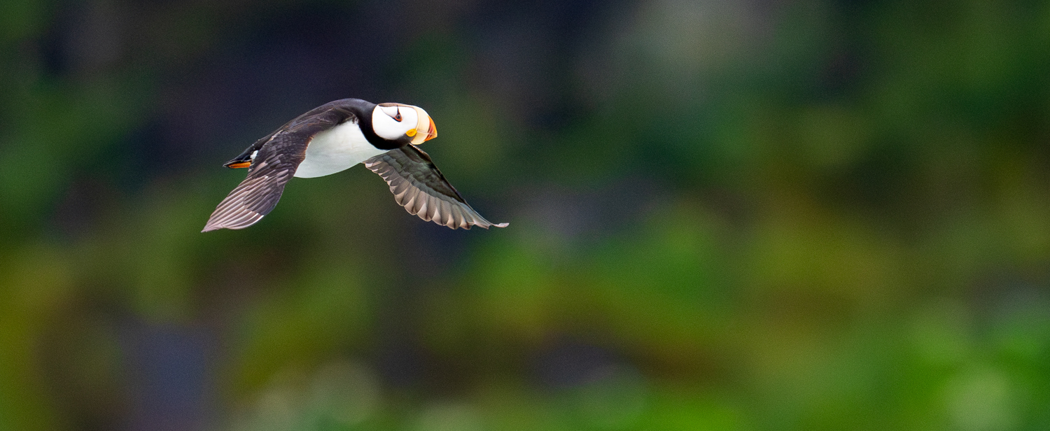 Z81 0095 Enhanced NR