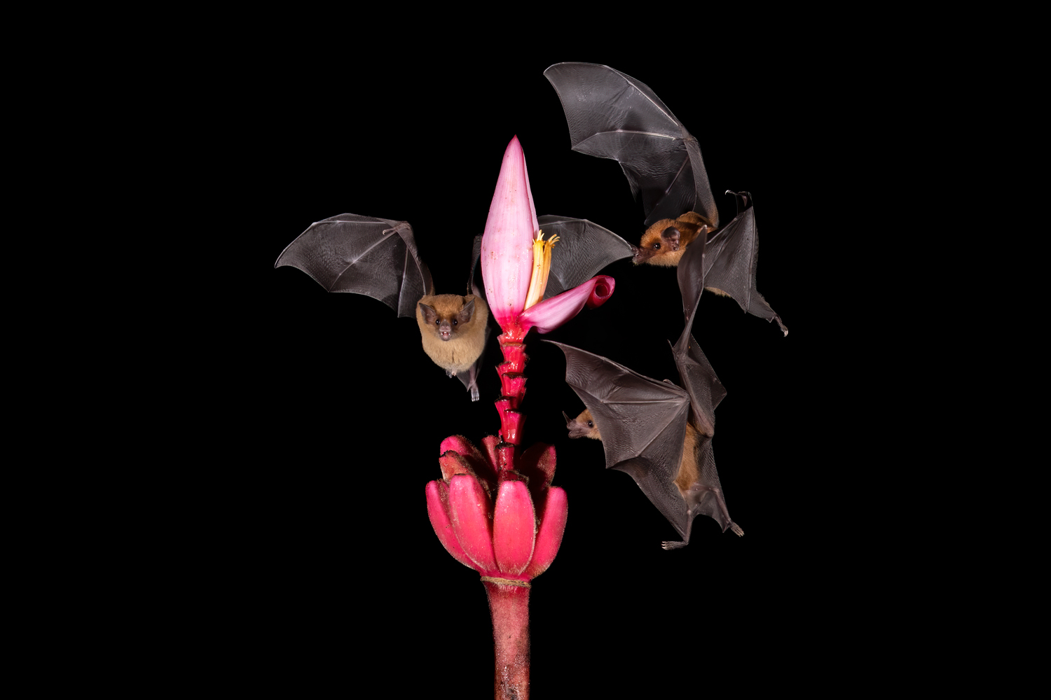 bat orange nectar 3 1