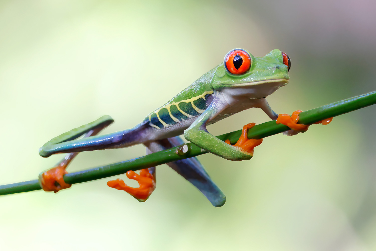 Costa Rica Birds & Wildlife