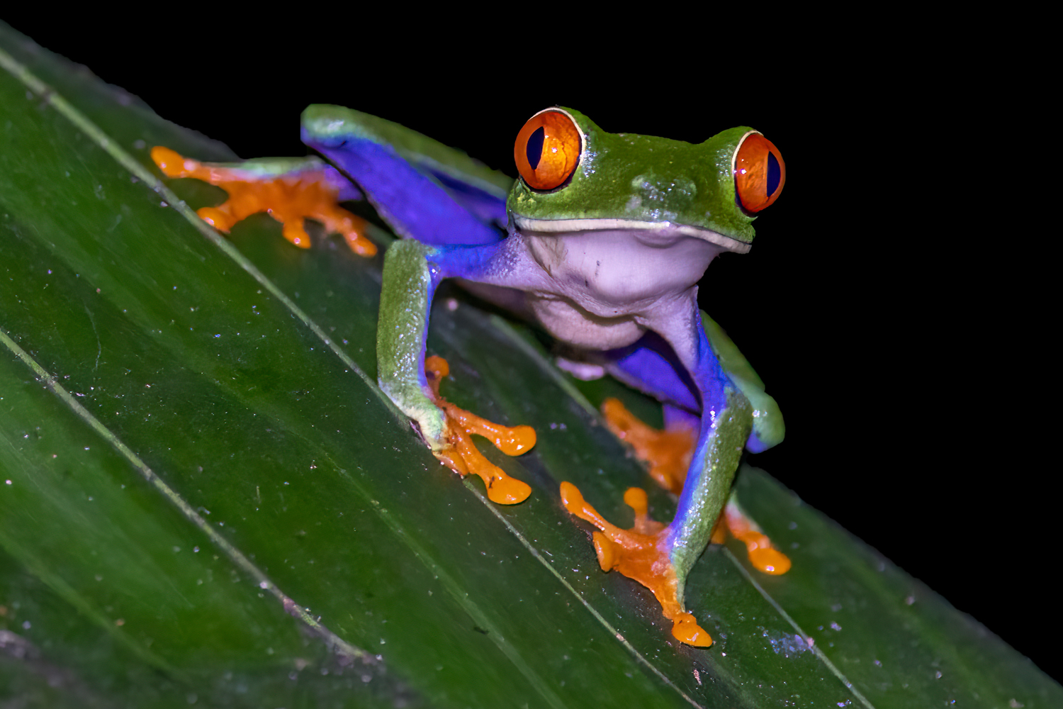 frog red eyed treefrog 10
