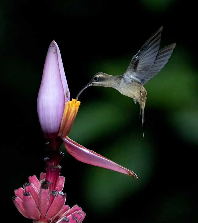 hummingird 2