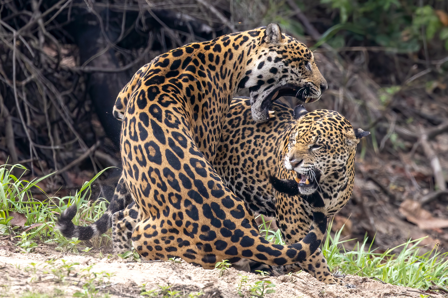 jaguar 27