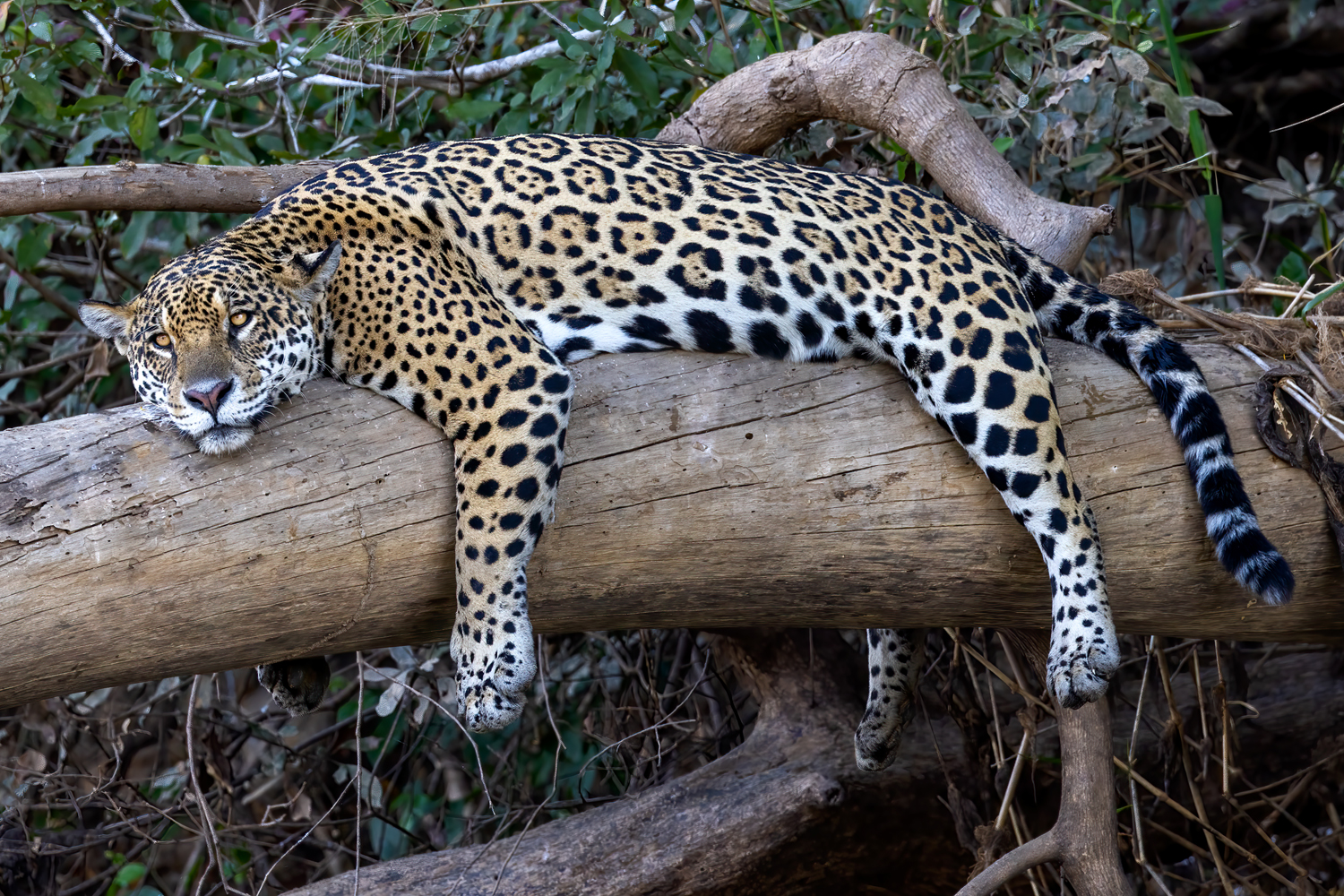 jaguar 40