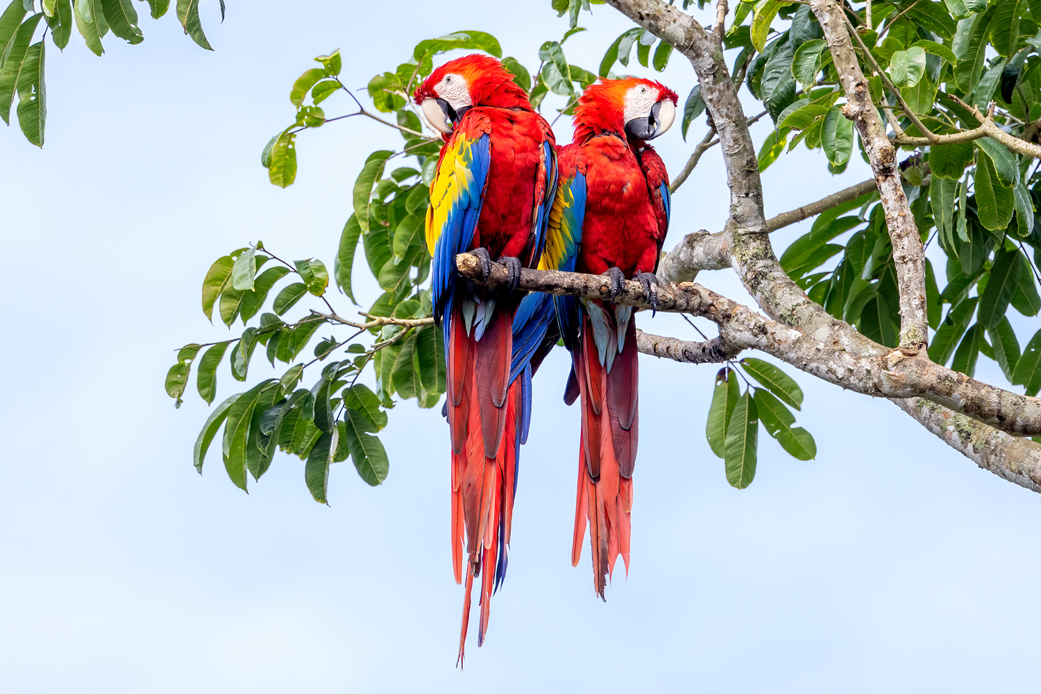 macaw scarlet 6 1