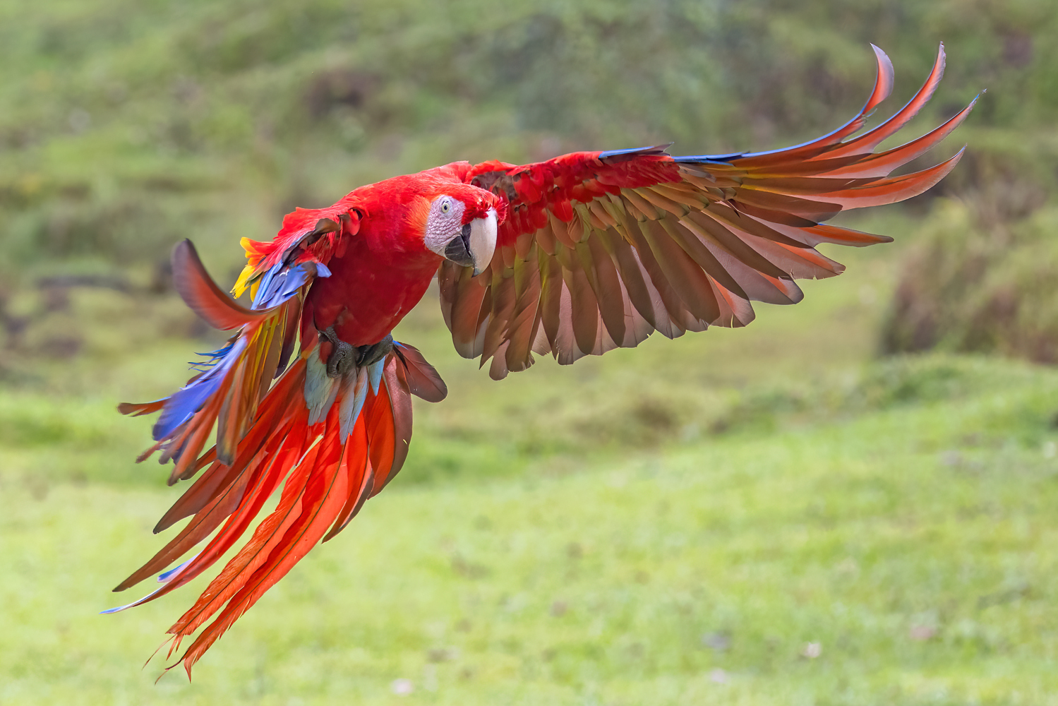 macaw1