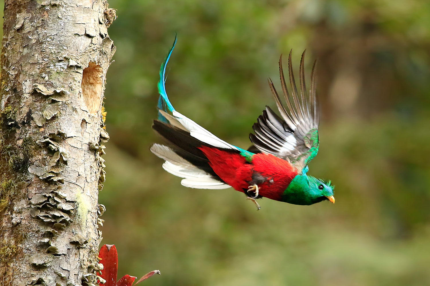 quetzal male 1