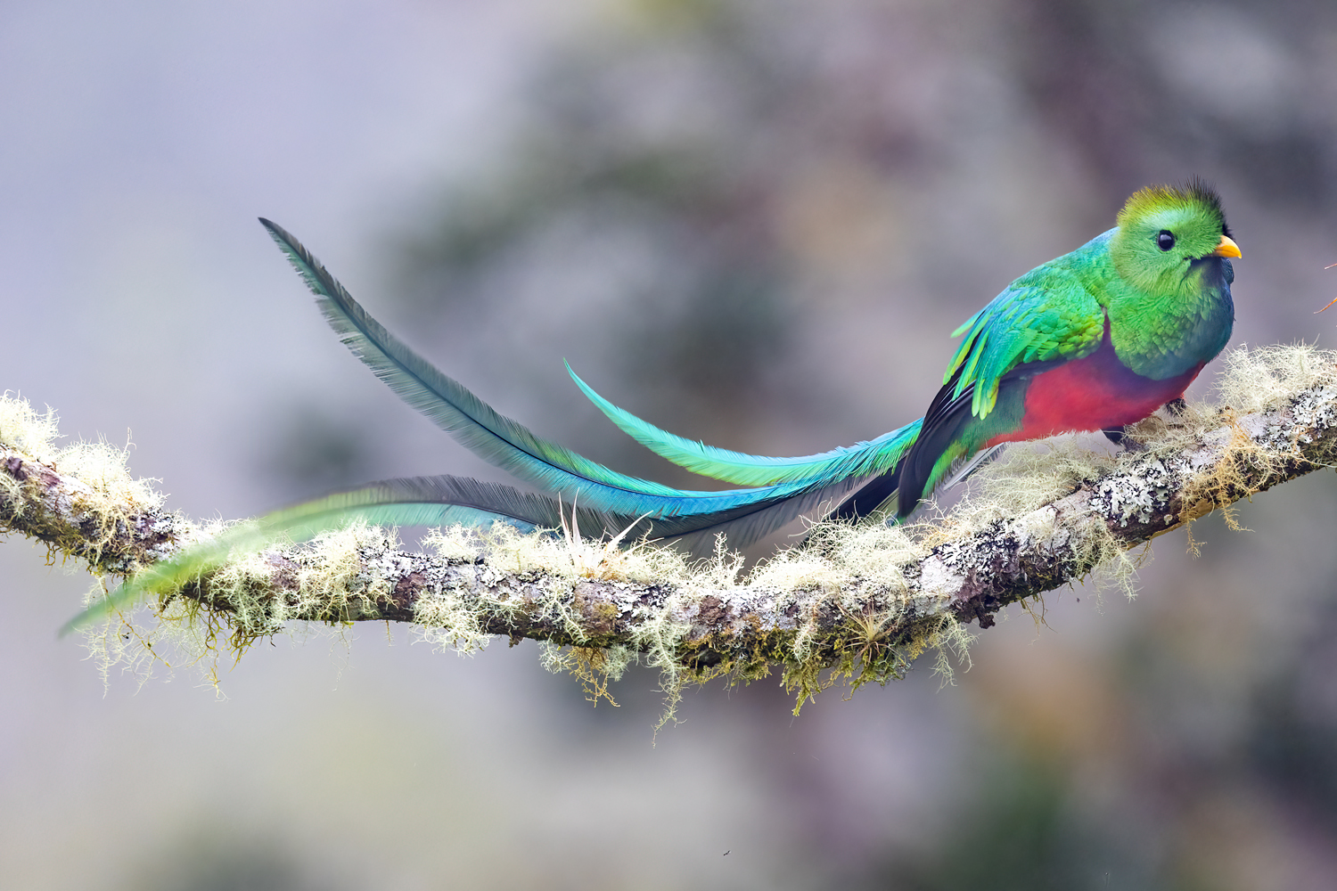 quetzal resplendent 10 1