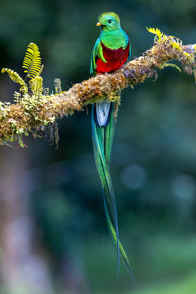 quetzal resplendent 9 1