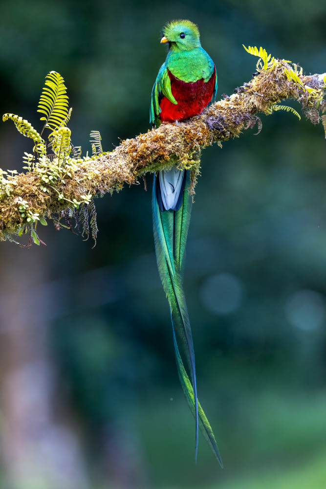 quetzal resplendent 9