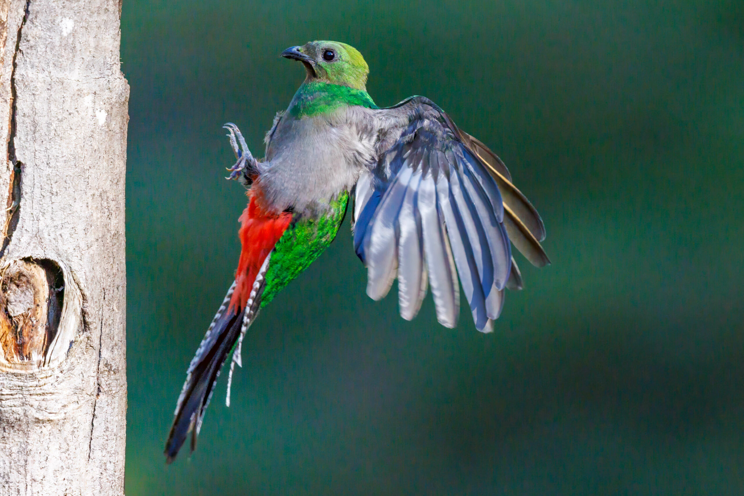 Costa Rica Bird Wildlife 2024 Trip Report