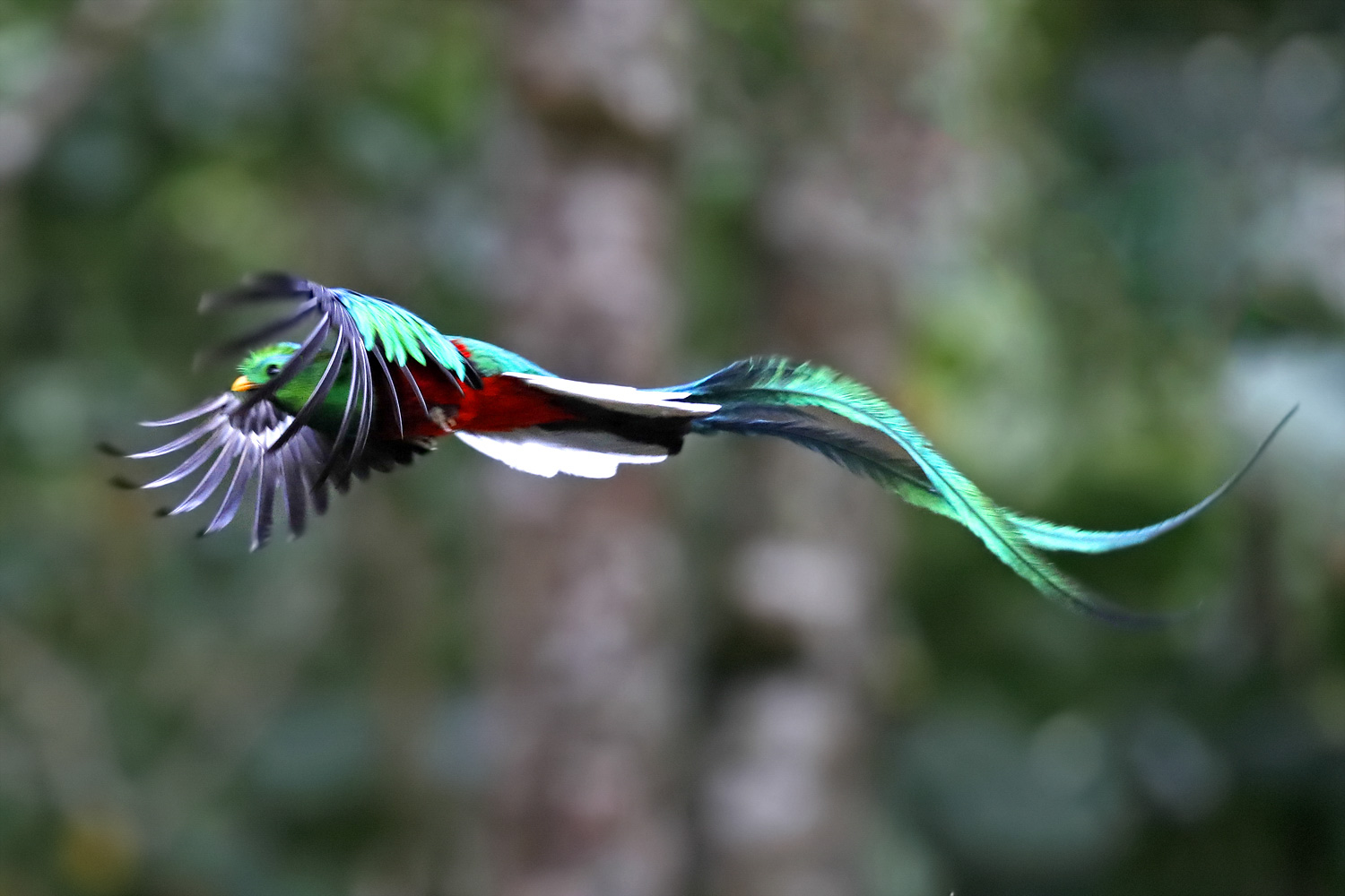 quetzal4 - costa rica