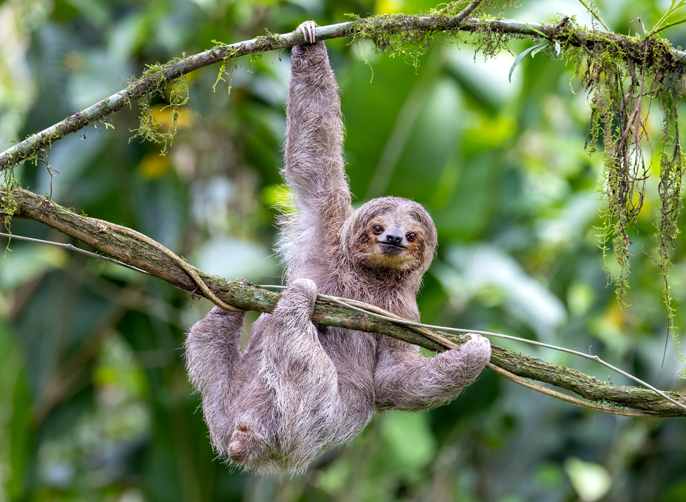sloth 3