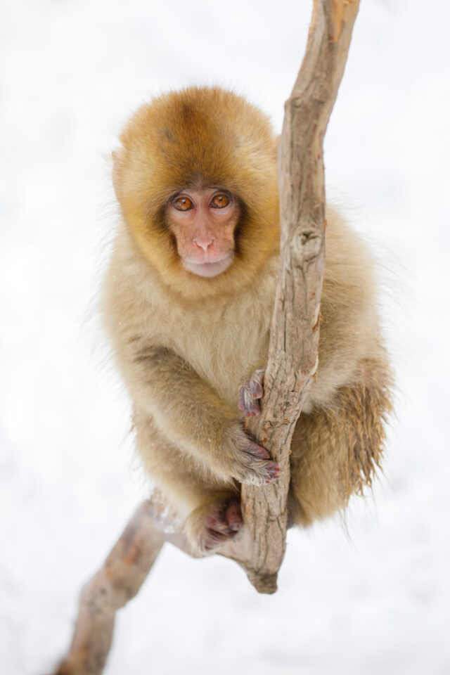 japan snow monkey photo tour