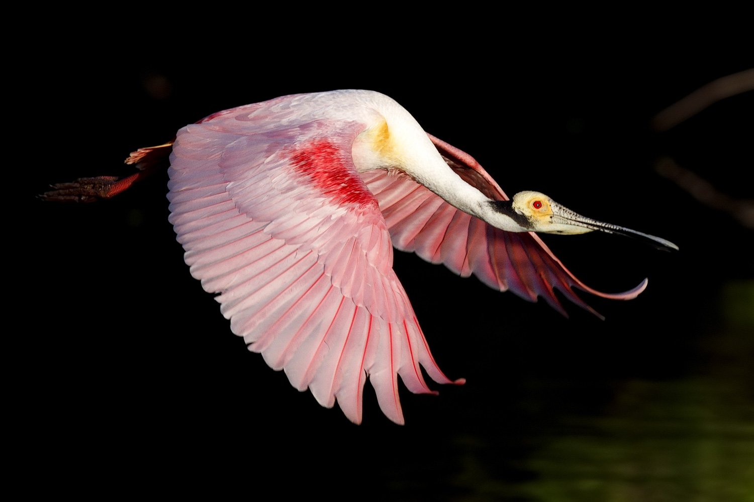 Florida Birds
