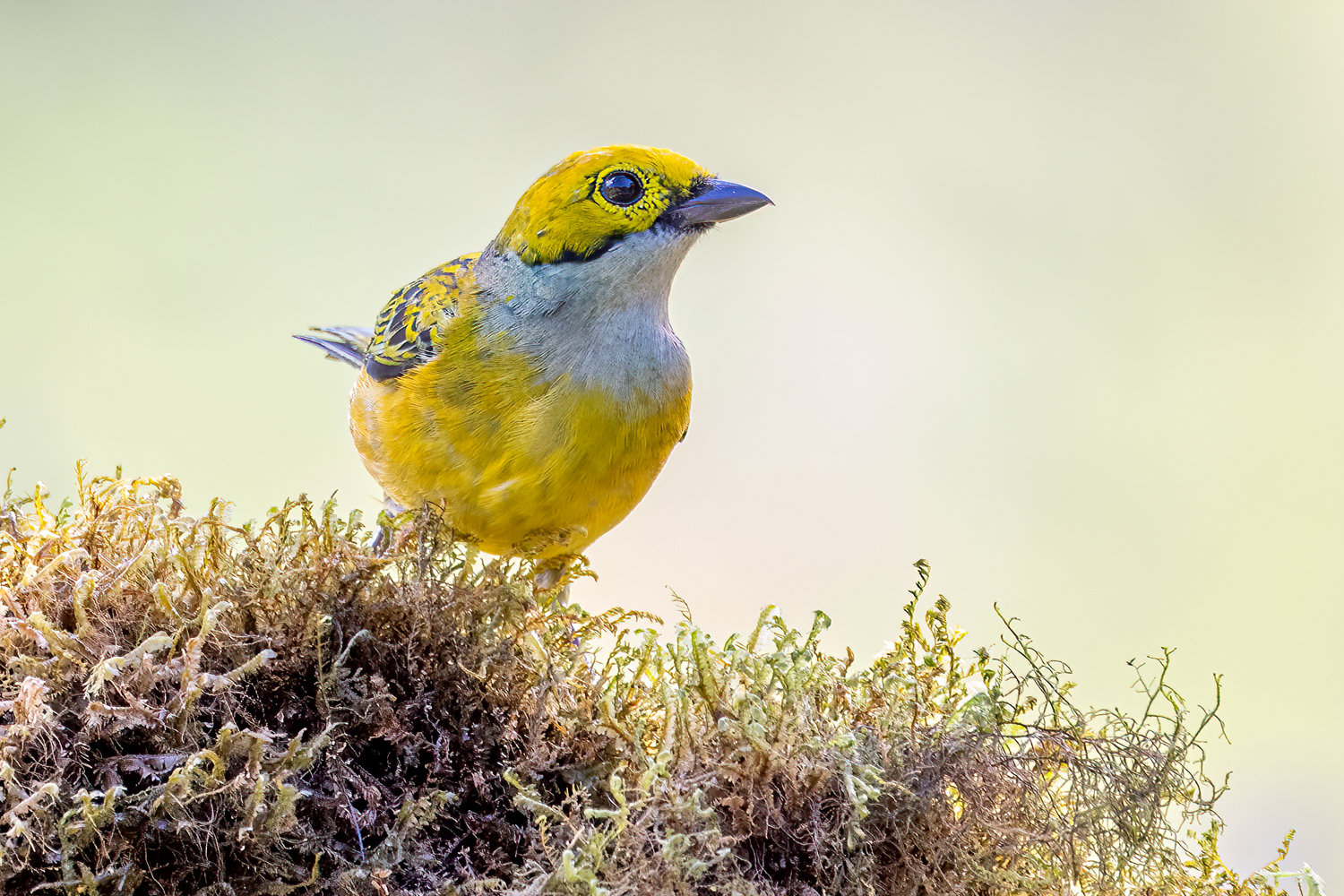tanager3