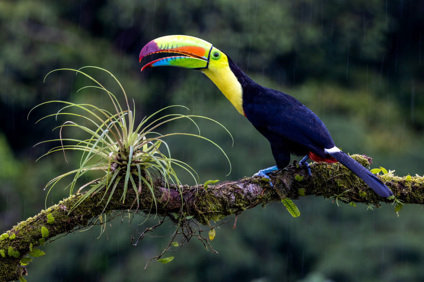 central-america-south-america-photo-tours-van-os-photo-safaris