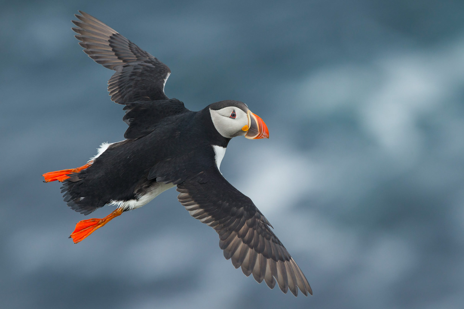 Puffins on the Fly, Iceland